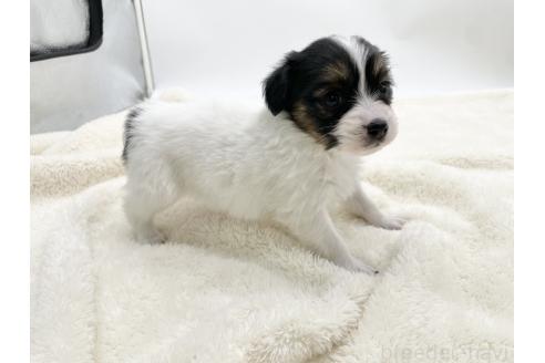 成約済の愛知県のパピヨン-374137の10枚目