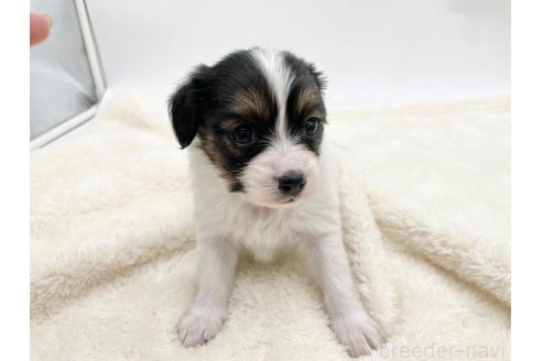 成約済の愛知県のパピヨン-374137の7枚目