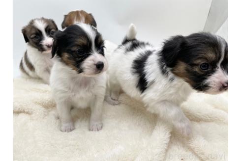 成約済の愛知県のパピヨン-374137の6枚目