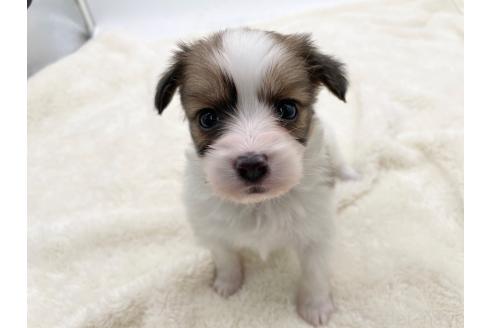 成約済の愛知県のパピヨン-374139の1枚目