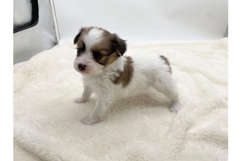 成約済の愛知県のパピヨン-374139の6枚目