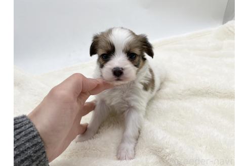 成約済の愛知県のパピヨン-374139の5枚目