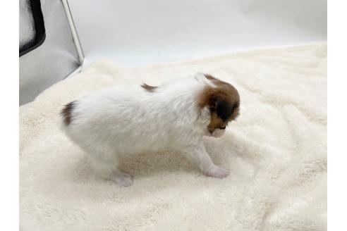 成約済の愛知県のパピヨン-374139の4枚目