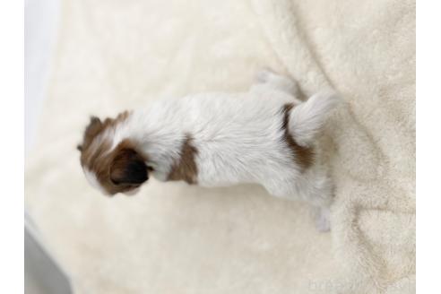 成約済の愛知県のパピヨン-374139の3枚目