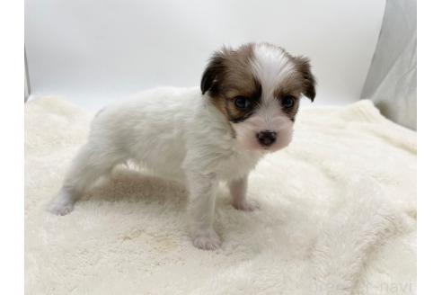 成約済の愛知県のパピヨン-374139の2枚目