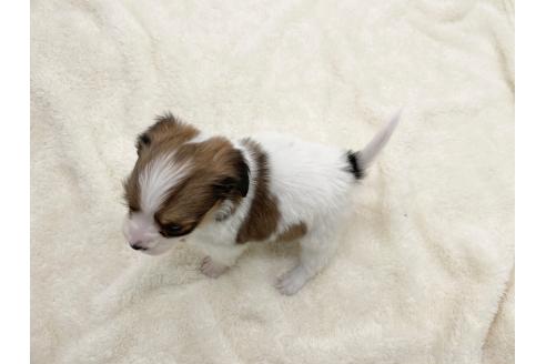 成約済の愛知県のパピヨン-374140の6枚目