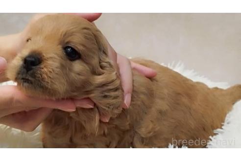 成約済の長崎県のミックス犬-374142の7枚目