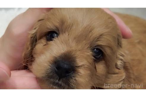 成約済の長崎県のミックス犬-374142の1枚目