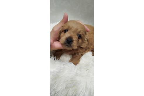 成約済の長崎県のミックス犬-374142の6枚目