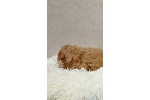 成約済の長崎県のミックス犬-374142の5枚目