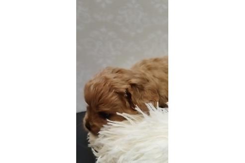 成約済の長崎県のミックス犬-374142の4枚目