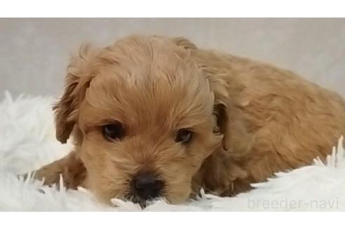 成約済の長崎県のミックス犬-374142の2枚目