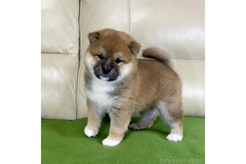 成約済の茨城県の柴犬-374165の7枚目