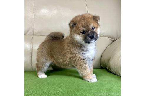 成約済の茨城県の柴犬-374165の6枚目