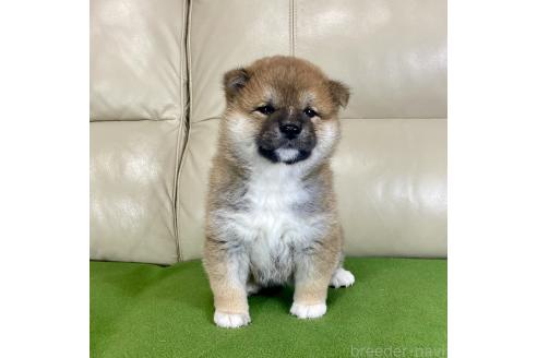 成約済の茨城県の柴犬-374165の4枚目