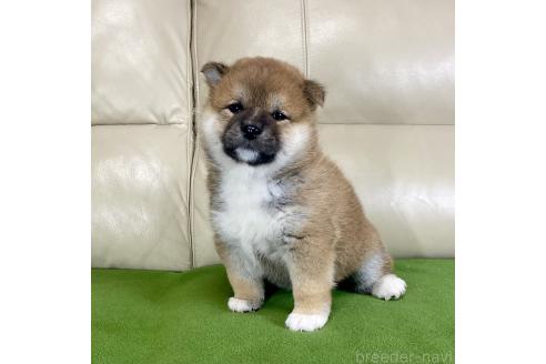 成約済の茨城県の柴犬-374165の3枚目