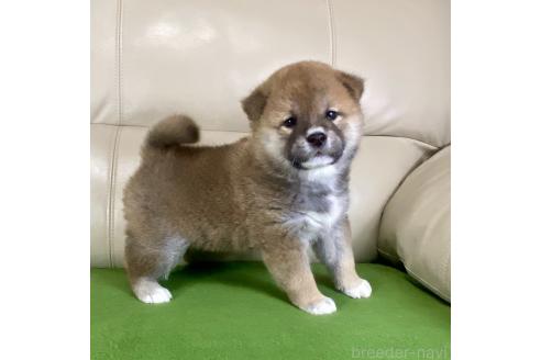 成約済の茨城県の柴犬-374167の7枚目