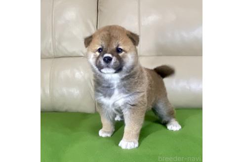 成約済の茨城県の柴犬-374167の6枚目