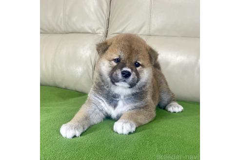 成約済の茨城県の柴犬-374167の5枚目