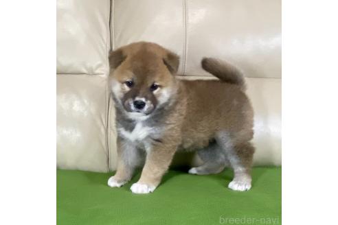 成約済の茨城県の柴犬-374167の4枚目