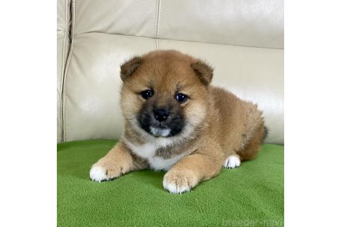 成約済の茨城県の柴犬-374168の6枚目