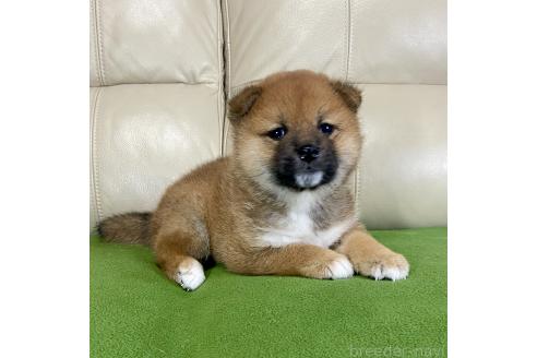 成約済の茨城県の柴犬-374168の5枚目