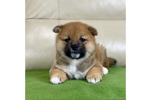 成約済の茨城県の柴犬-374168の4枚目