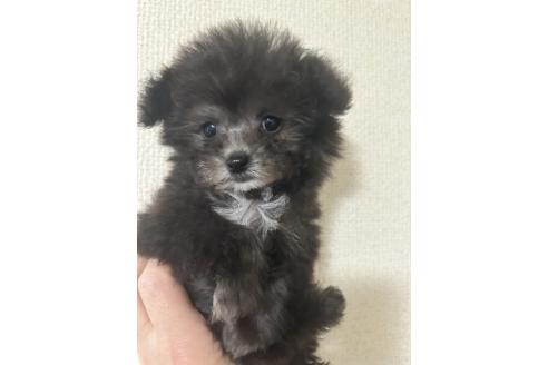成約済の愛知県のティーカッププードル-374173の6枚目