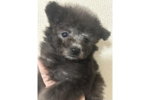 成約済の愛知県のティーカッププードル-374175の5枚目