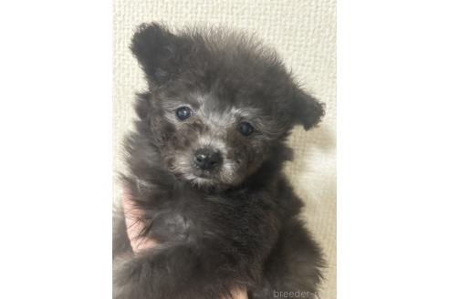 成約済の愛知県のティーカッププードル-374175の4枚目