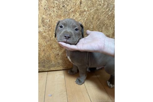 成約済の佐賀県のアメリカンピットブルテリア-374184の11枚目