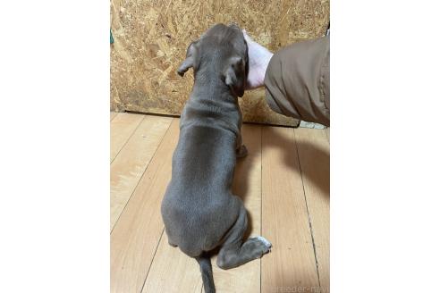 成約済の佐賀県のアメリカンピットブルテリア-374184の10枚目