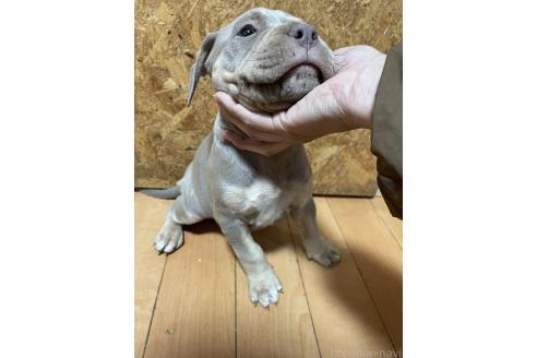 成約済の佐賀県のアメリカンピットブルテリア-374187の4枚目