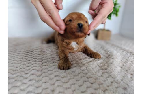 成約済の山形県のキャバプー:キャバリア×トイプードル-373573の2枚目