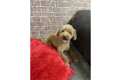 チコちゃん1枚目