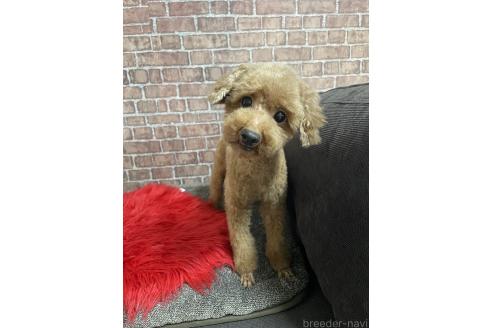 チコちゃん1枚目