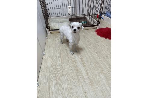 アルトくん1枚目