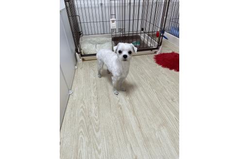 アルトくん1枚目