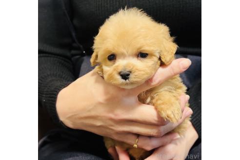 成約済の福岡県のミックス犬-374220の10枚目