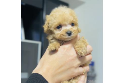 成約済の福岡県のミックス犬-374220の9枚目