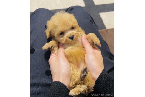 成約済の福岡県のミックス犬-374220の5枚目