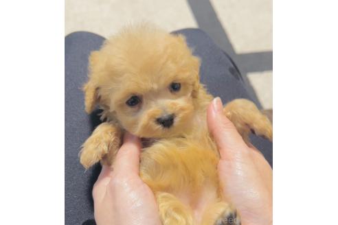 成約済の福岡県のミックス犬-374220の3枚目