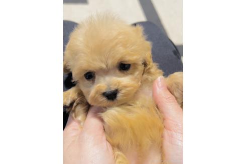 成約済の福岡県のミックス犬-374220の2枚目