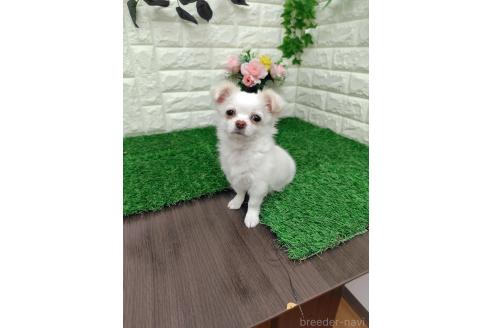 成約済の岡山県のチワワ(ロングコート)-366170の9枚目