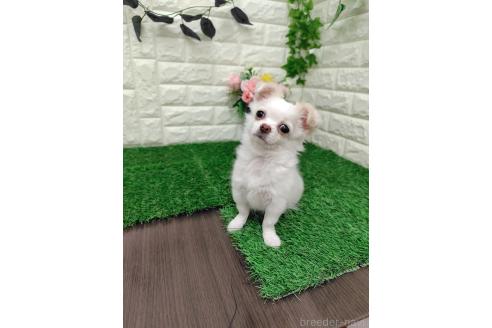 成約済の岡山県のチワワ(ロングコート)-366170の8枚目
