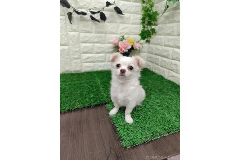 成約済の岡山県のチワワ(ロングコート)-366170の7枚目