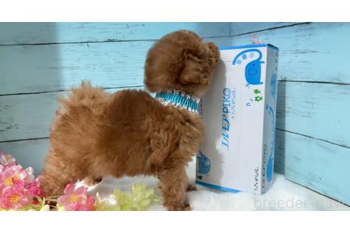 成約済の埼玉県のタイニープードル-372390の15枚目