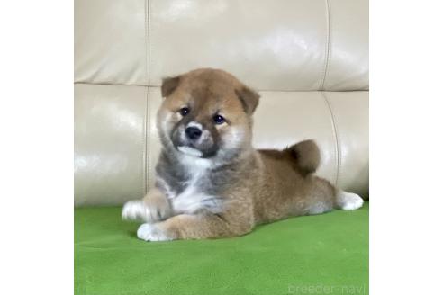 成約済の茨城県の柴犬-374167の3枚目
