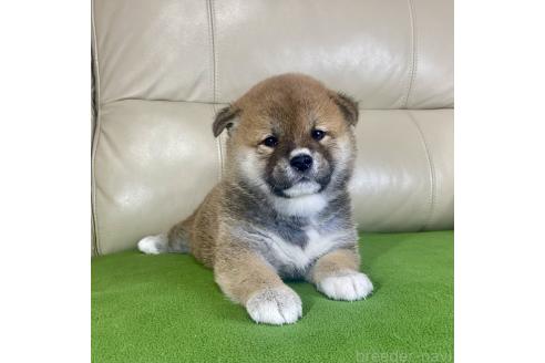 成約済の茨城県の柴犬-374167の2枚目