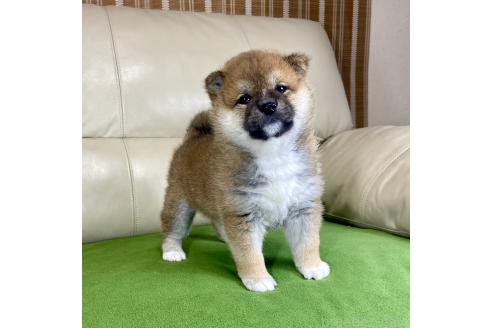成約済の茨城県の柴犬-374165の2枚目